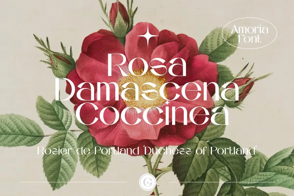 AMORIA Free Display Sans Serif Font